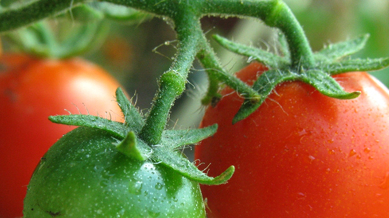 tomaat.jpg