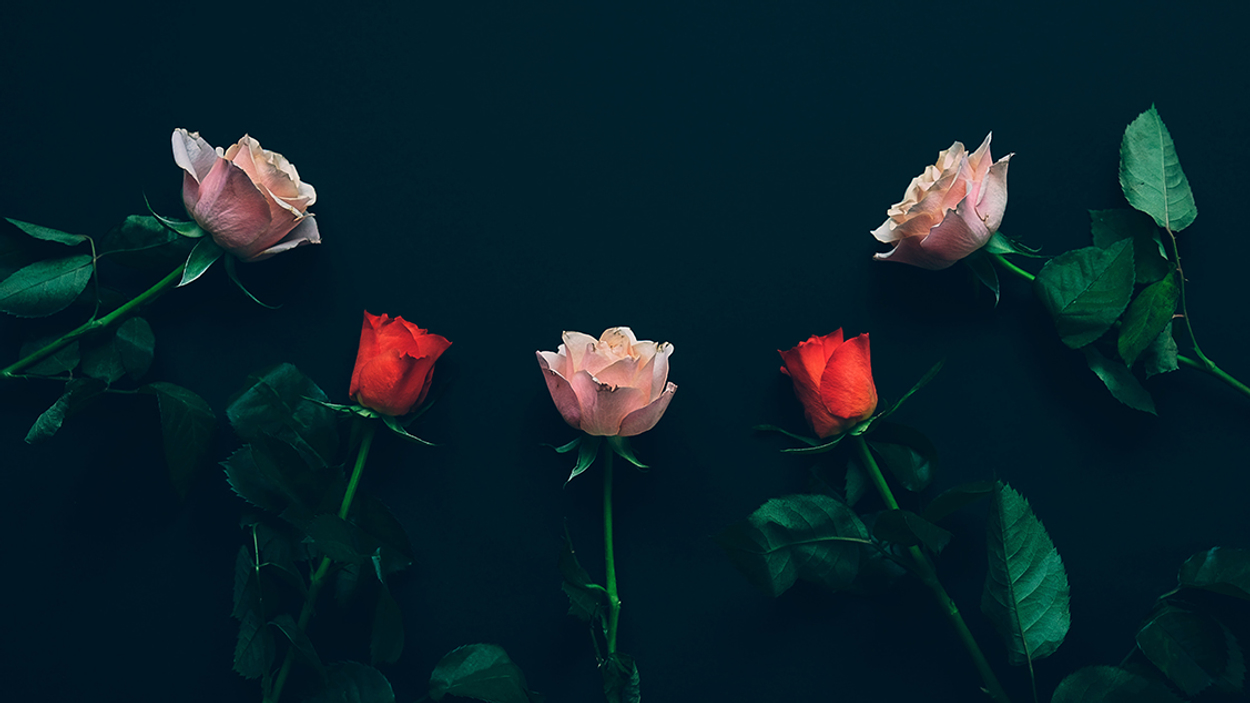 rozen bloemen valentijnsdag 1127