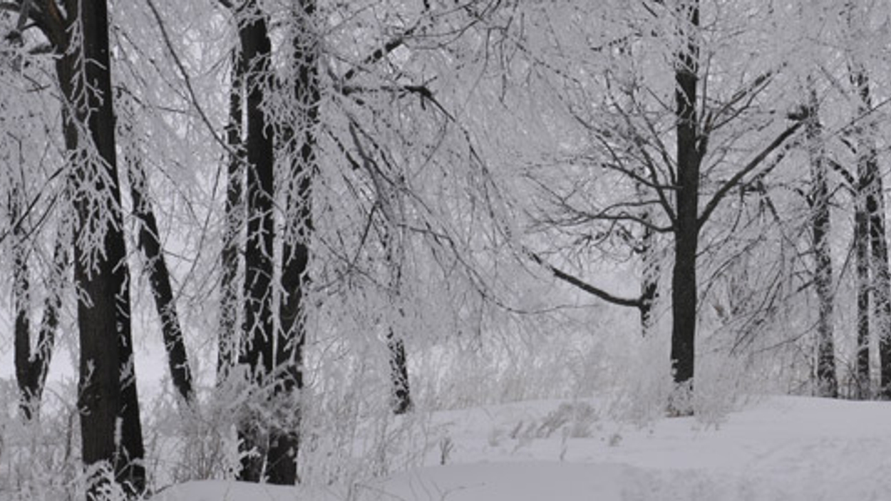 winter_bomen_02.jpg