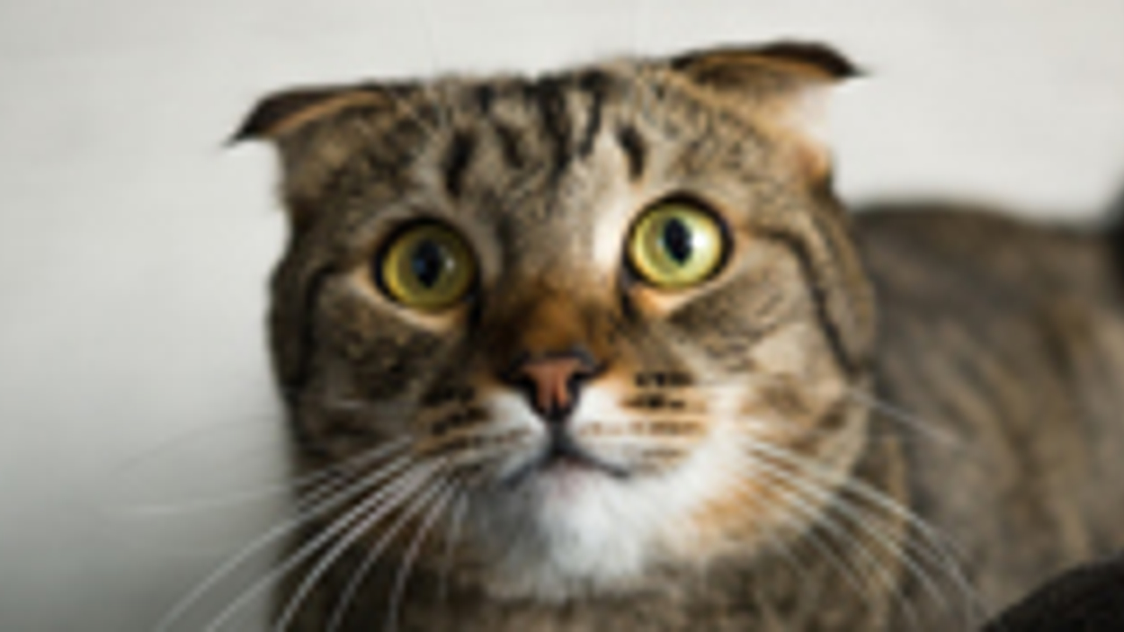 195x90_kat.jpg