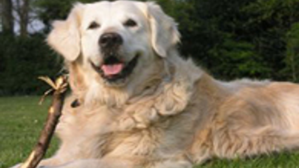 golden_retriever_02.jpg