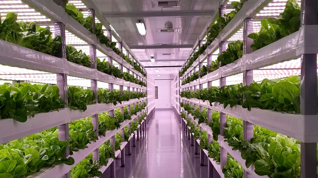Afbeelding van Is vertical farming de toekomst?