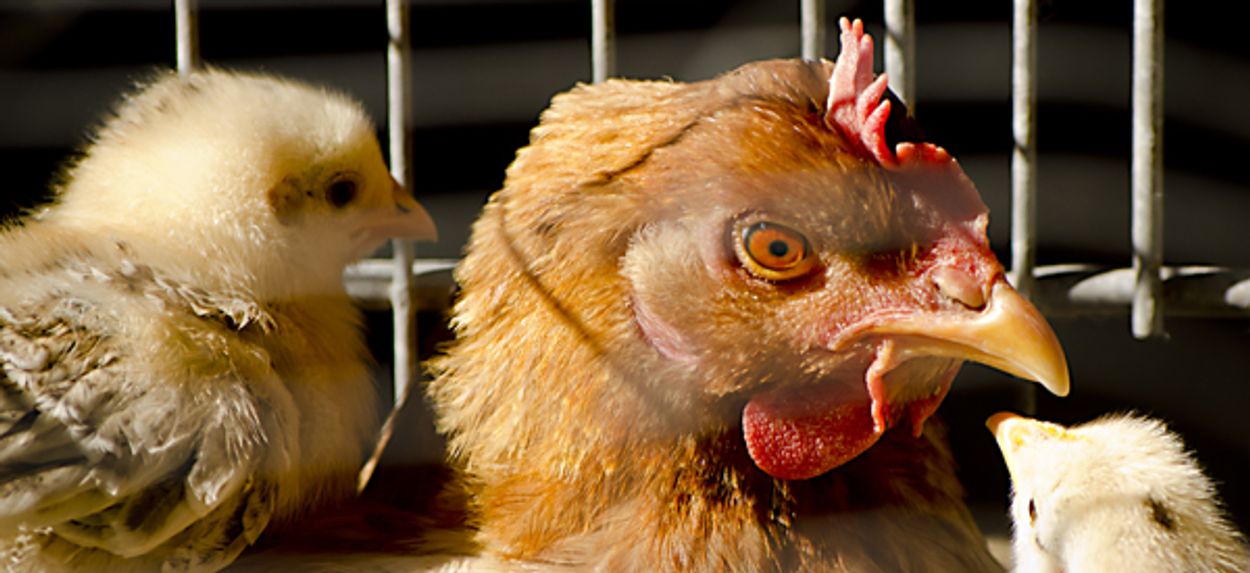 Afbeelding van Wakker Dier: miljoen kippen sterven tijdens transport