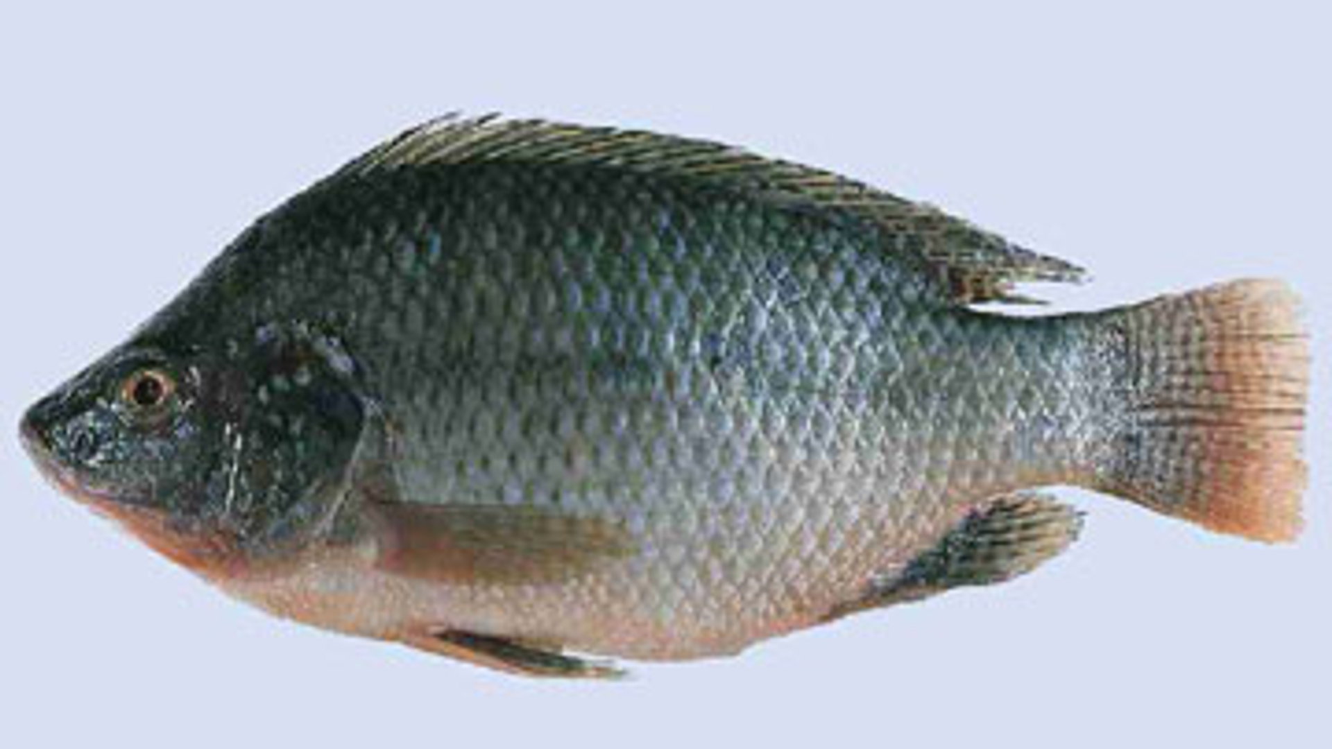 tilapia.jpg