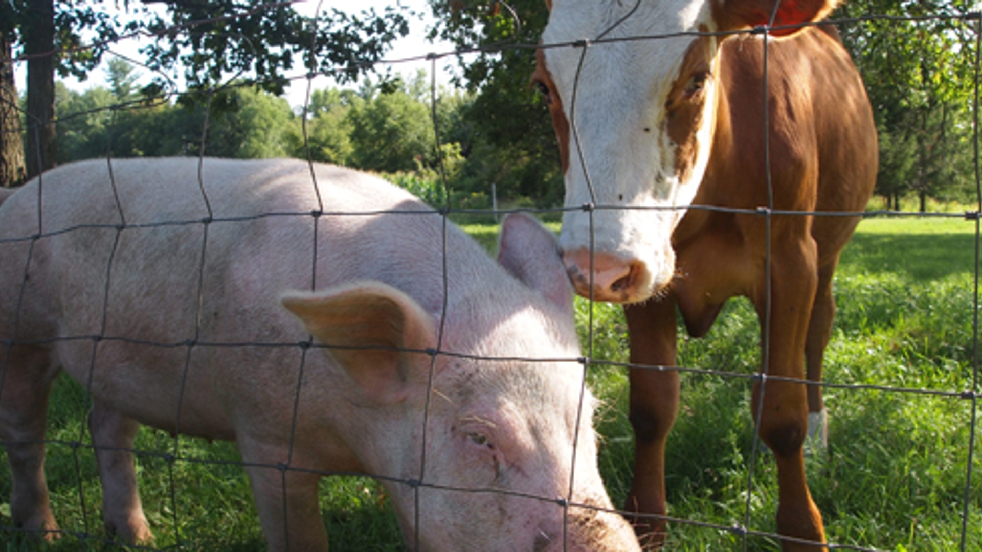 600x275_boerderij.jpg