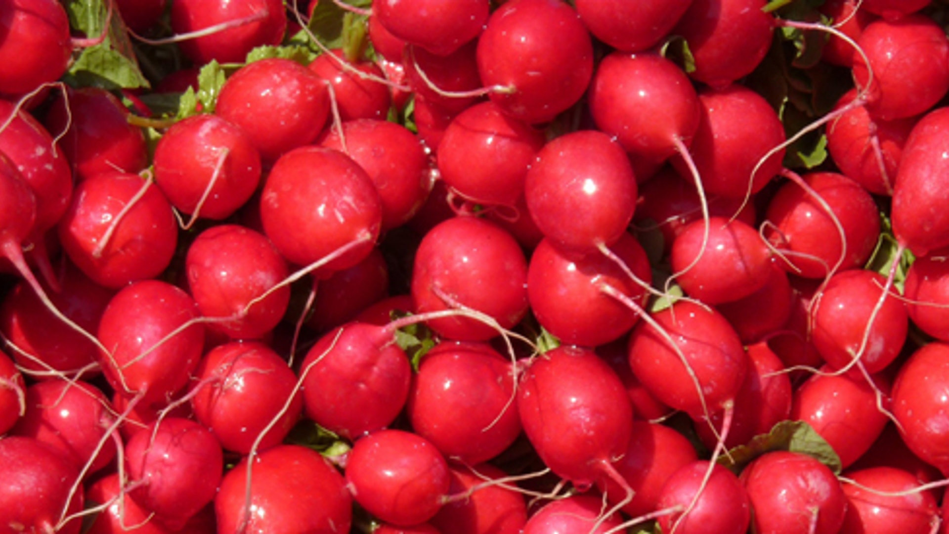 radishes-359031_1920.jpg