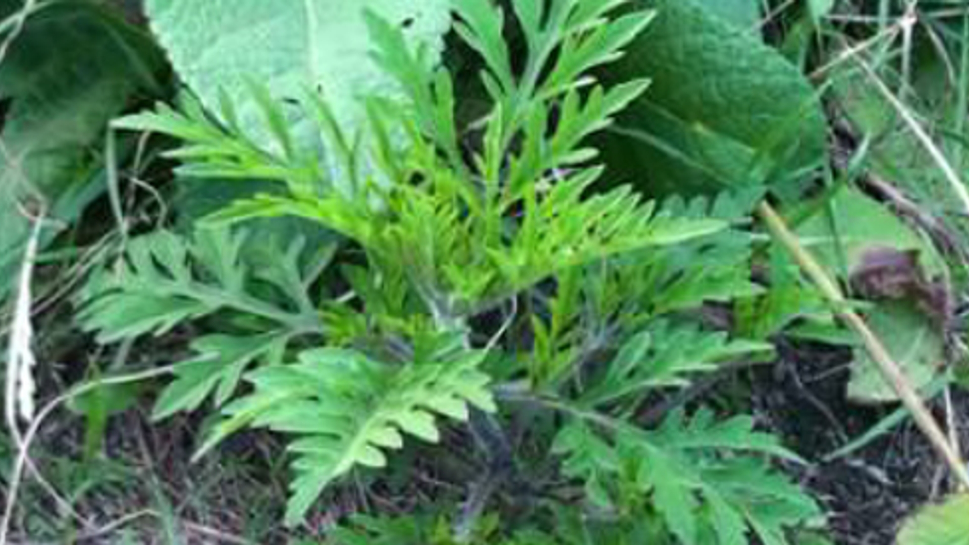 ambrosia-plant.jpg