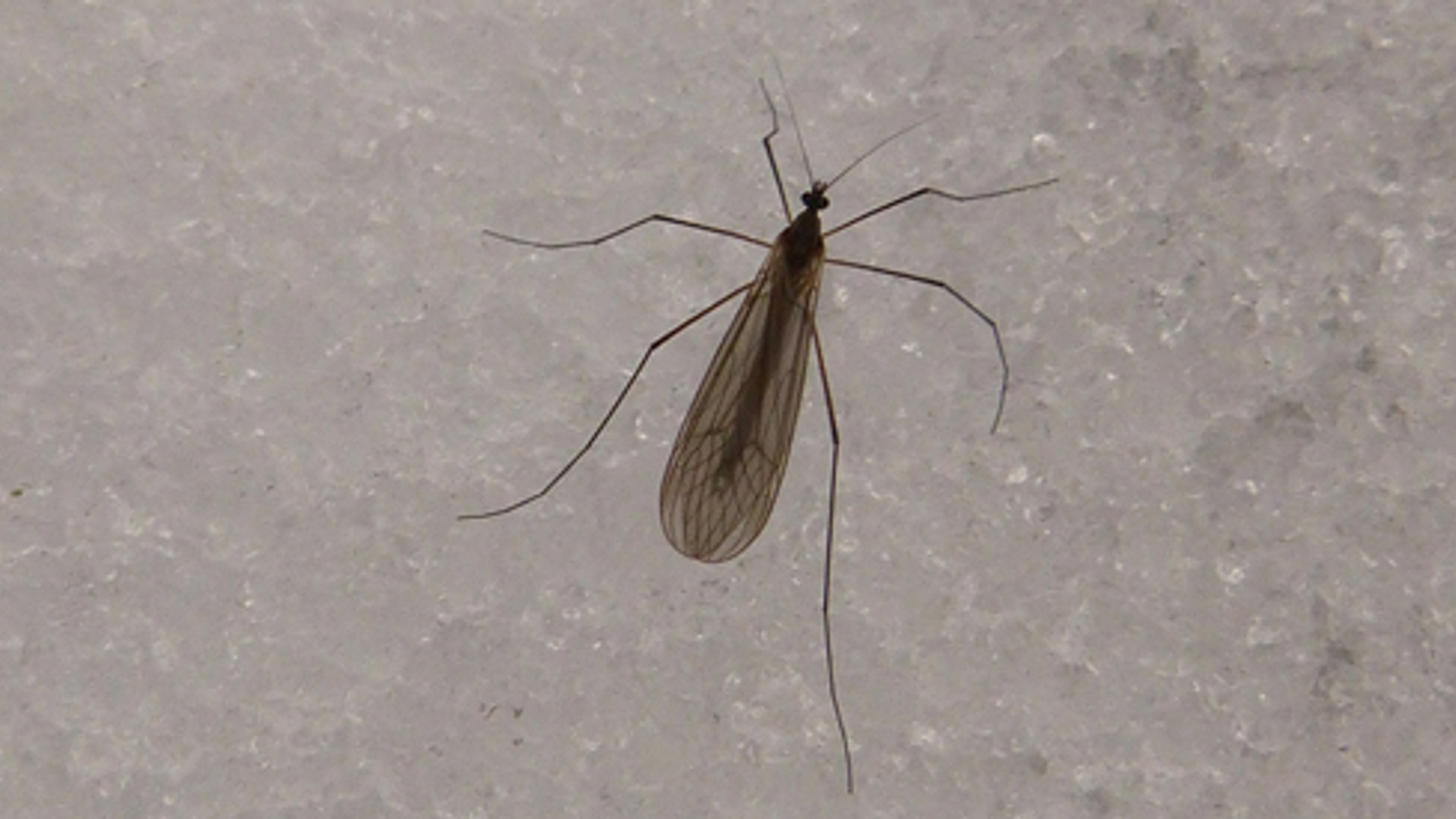 mosquito-70096_1920.jpg