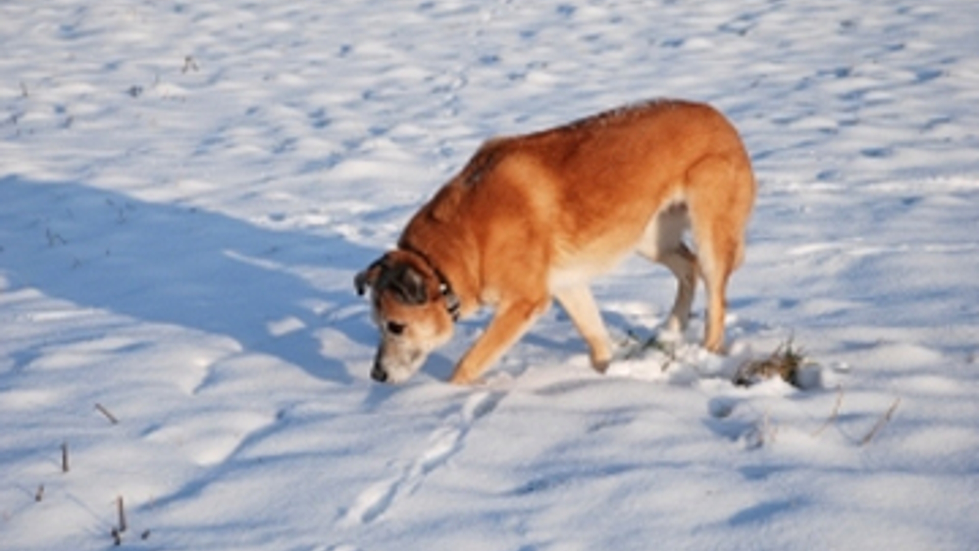 hond-sneeuw.jpg