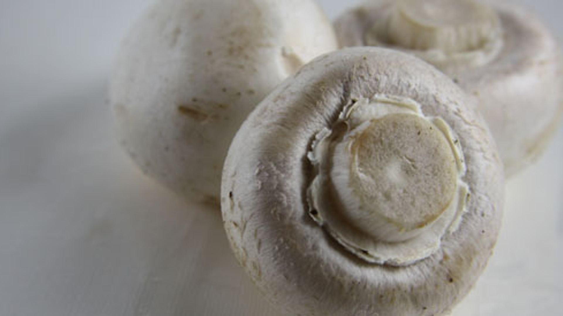 champignon_01.jpg