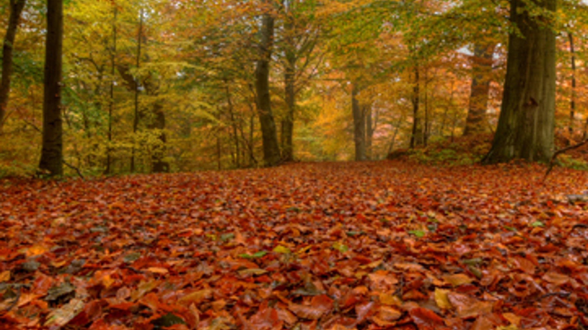 herfst_goed_groot.jpg