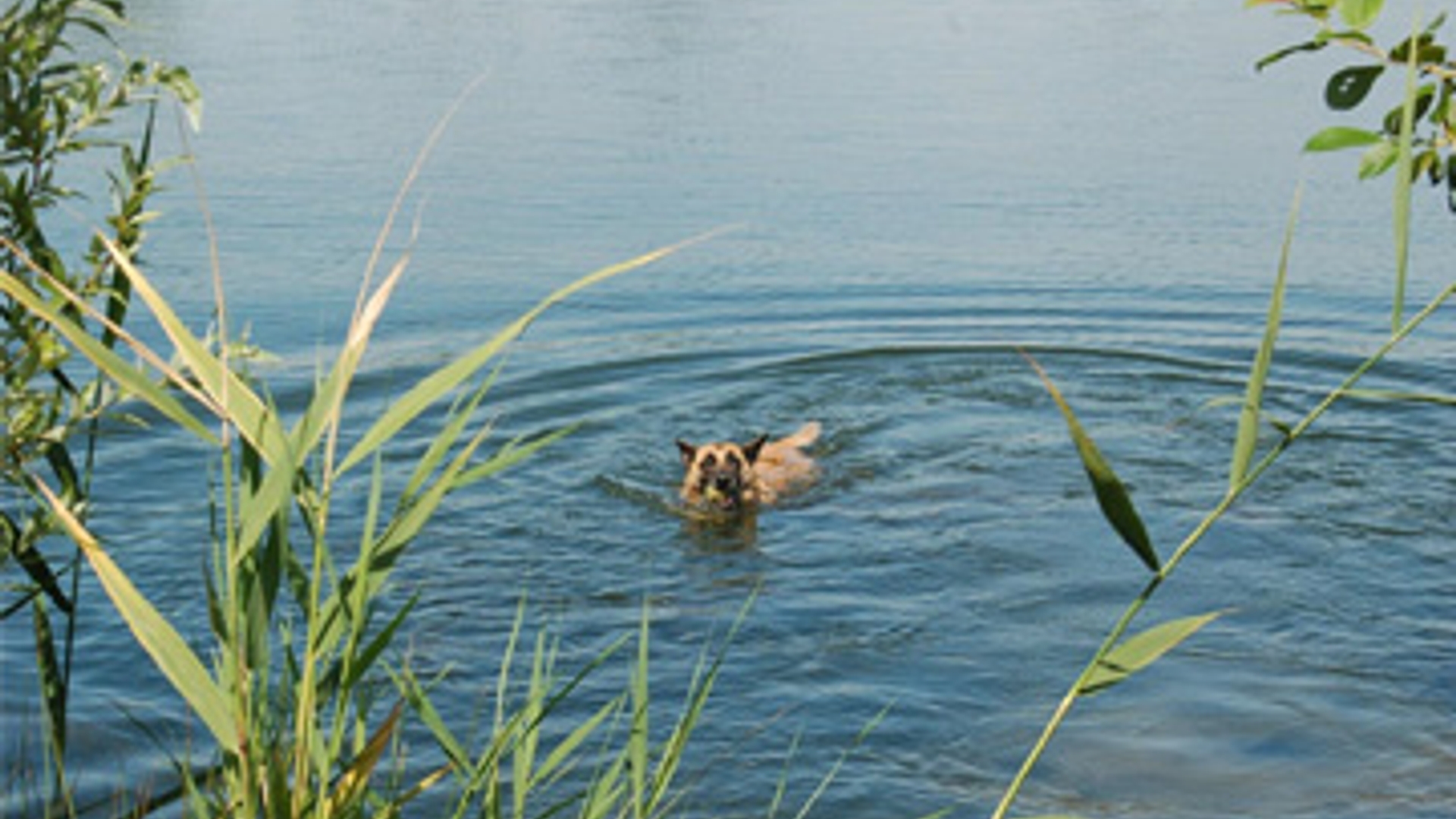 zwemmen_meer_hond_01.jpg