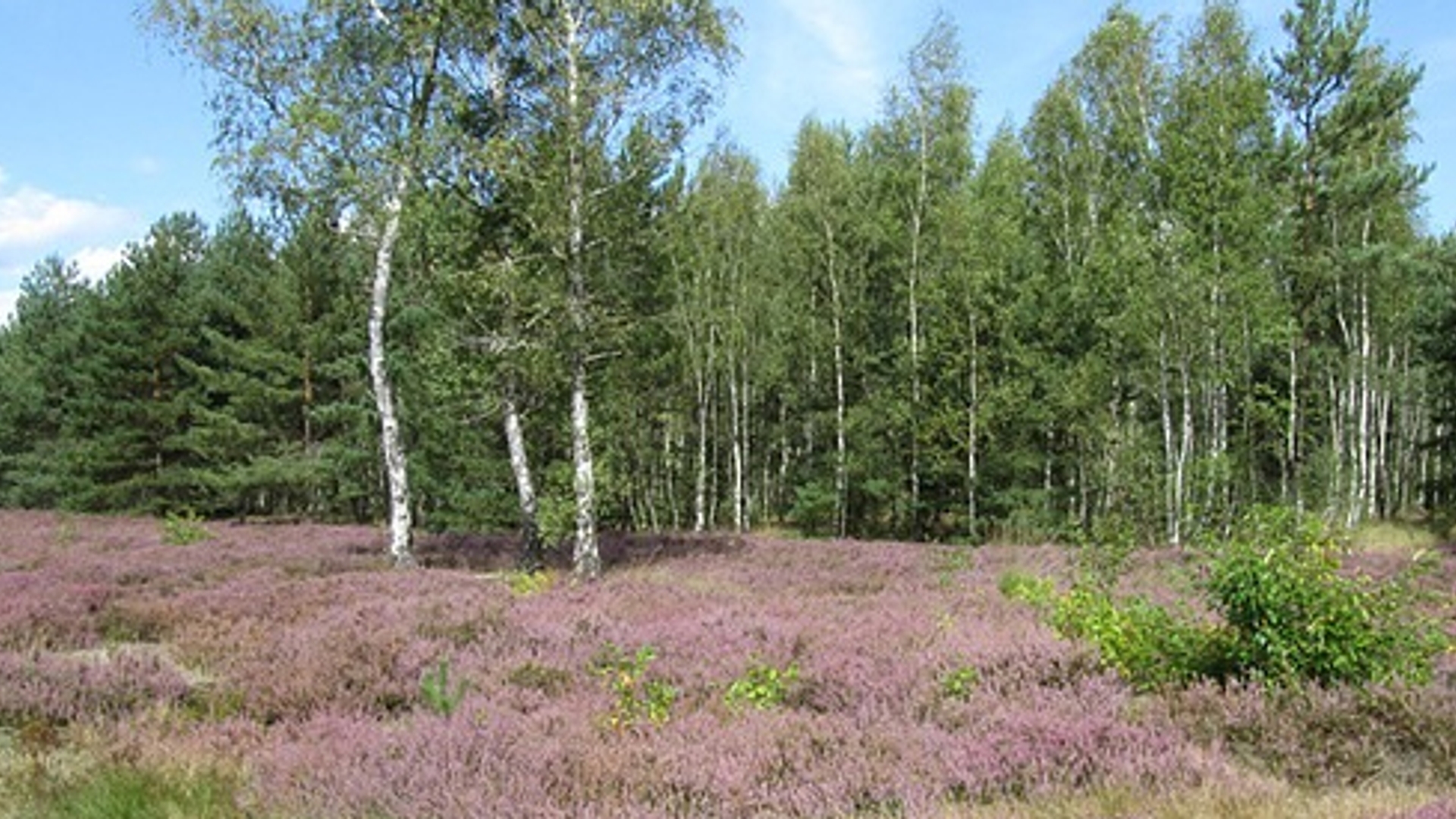 veluwe.jpg