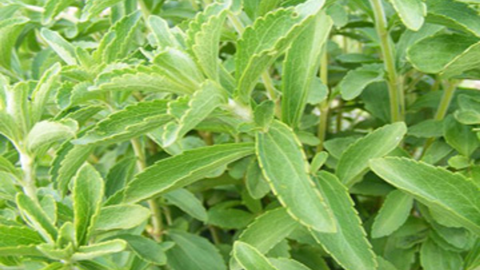 Stevia-plant-groot.jpg