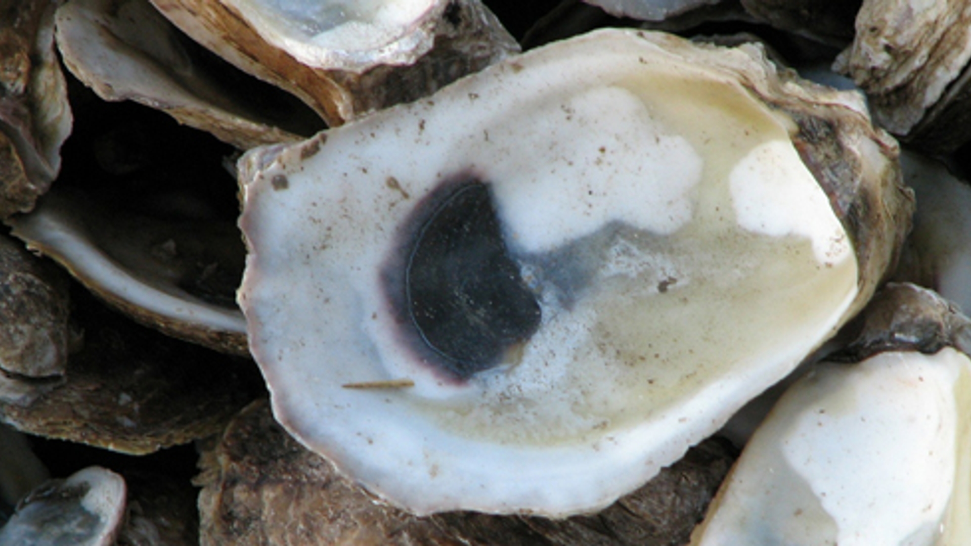 oysters-269471_1920.jpg