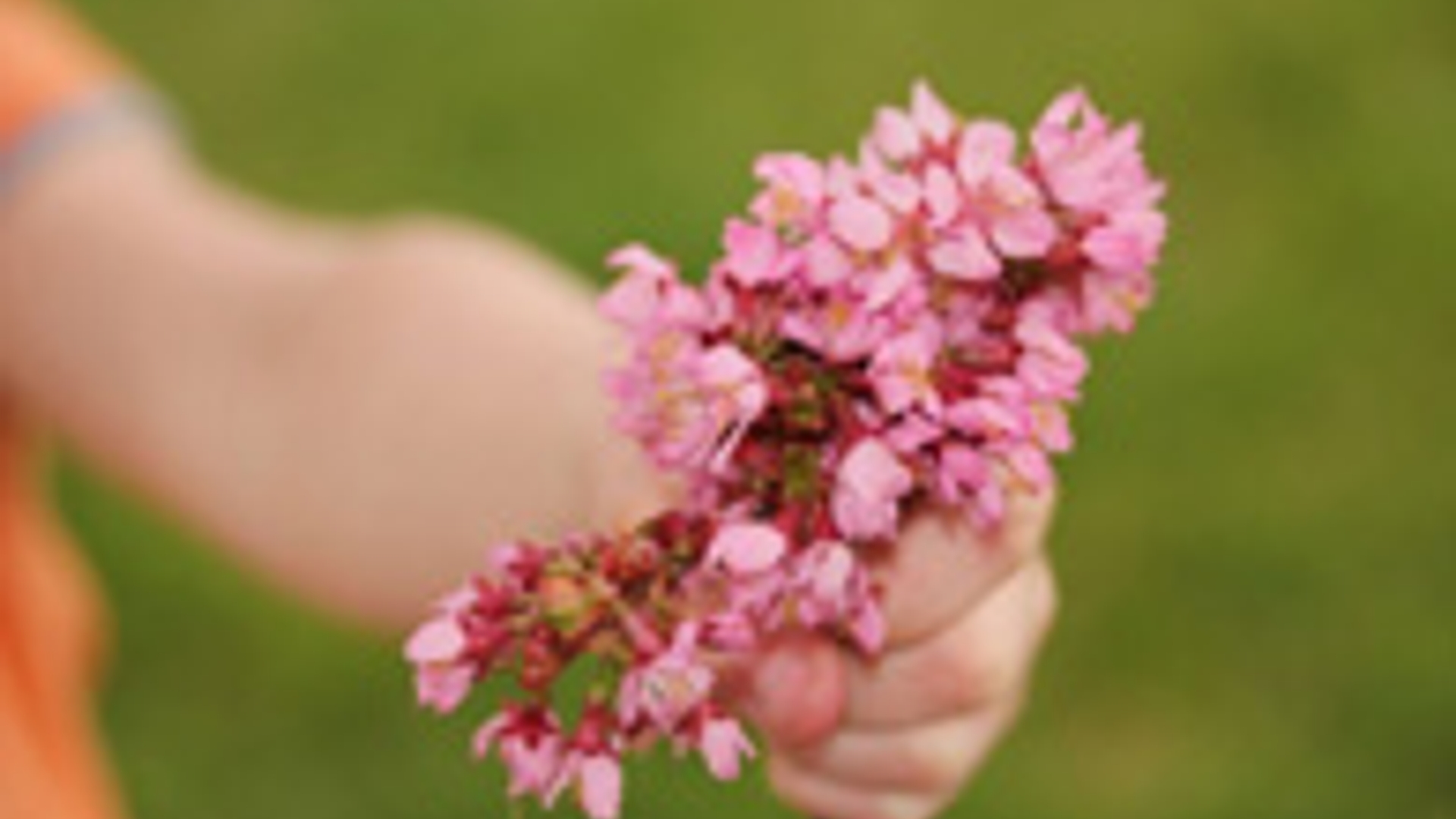 bloemen195117.jpg