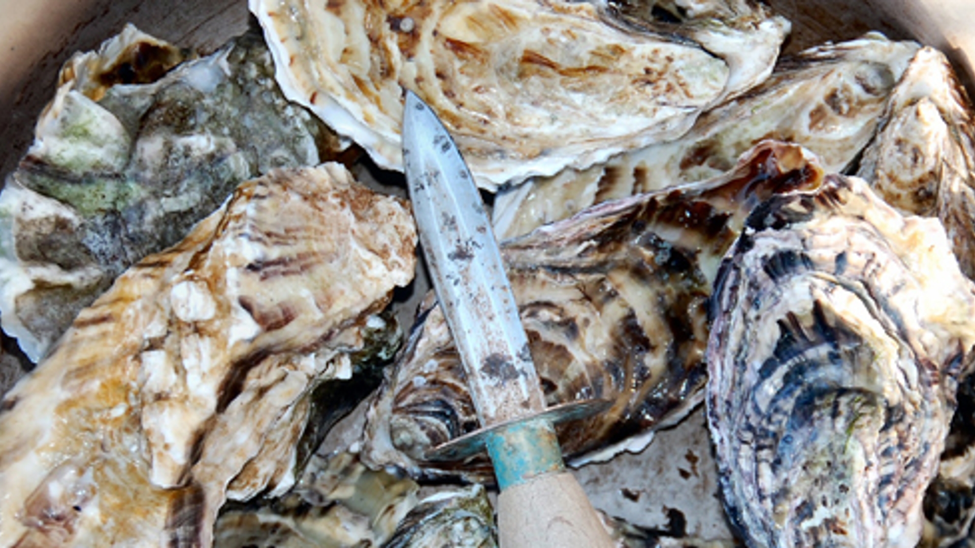 600x275_oester.jpg