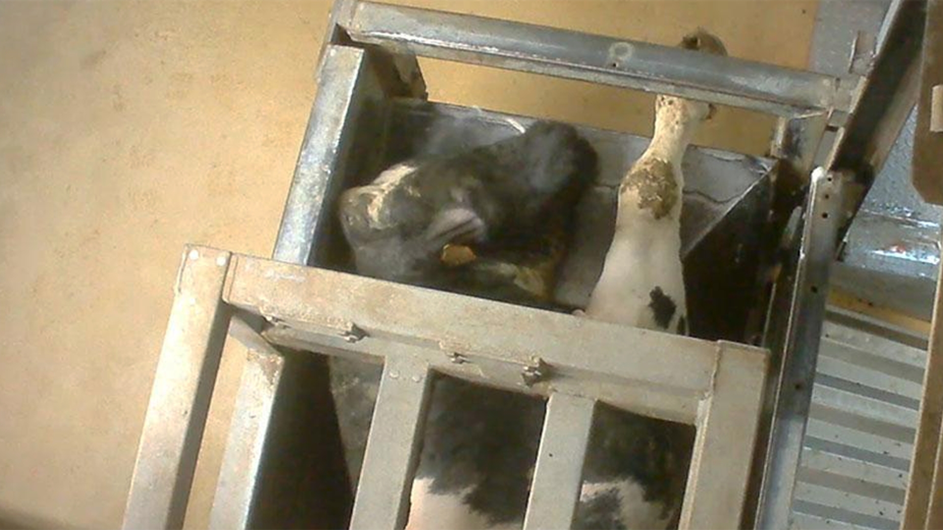 slachthuis belgie foto animal rights