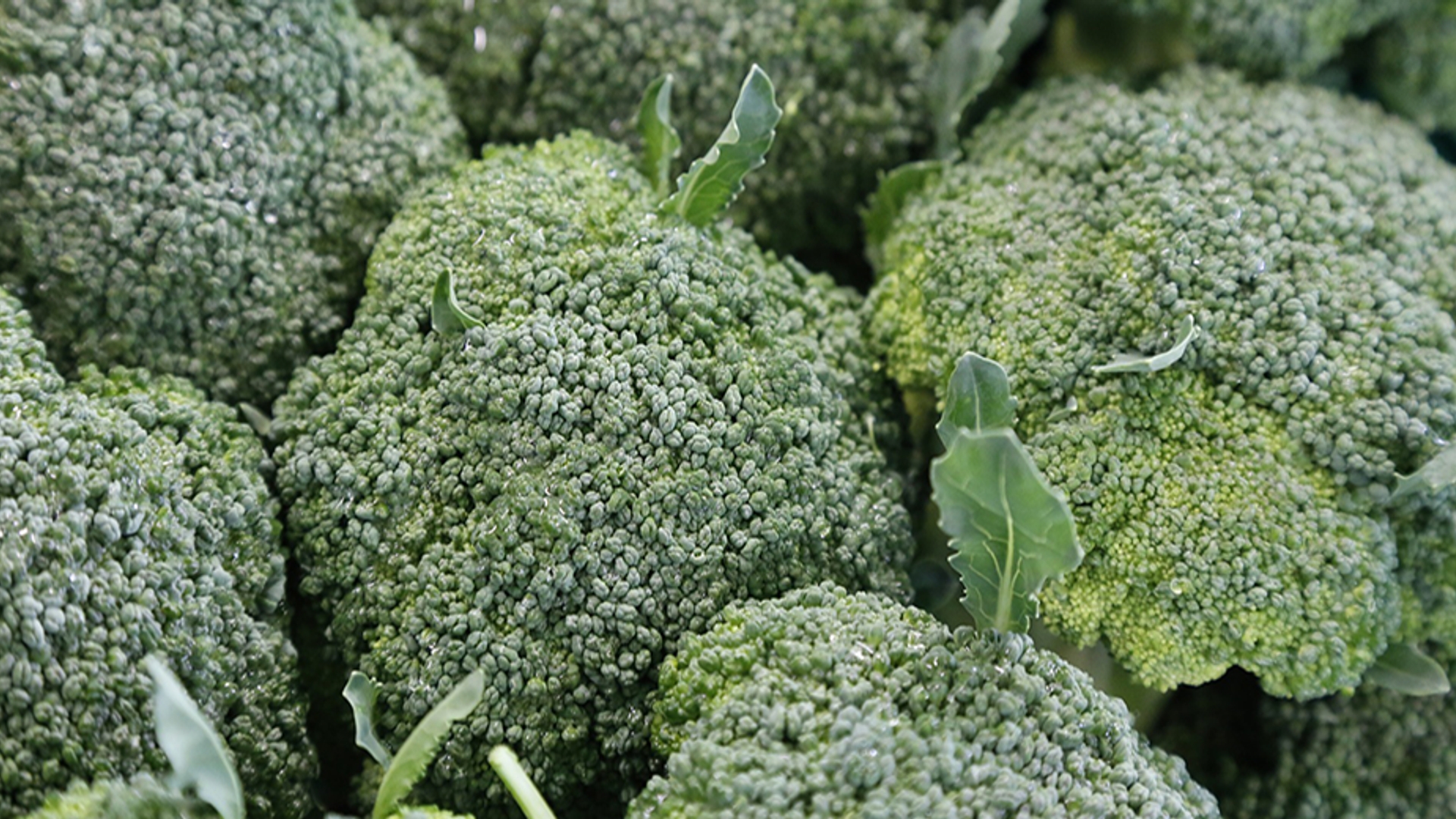 broccoli groente 930x520
