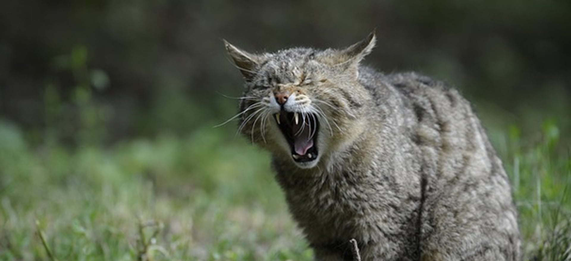 Verschil Wilde Kat En Huiskat
