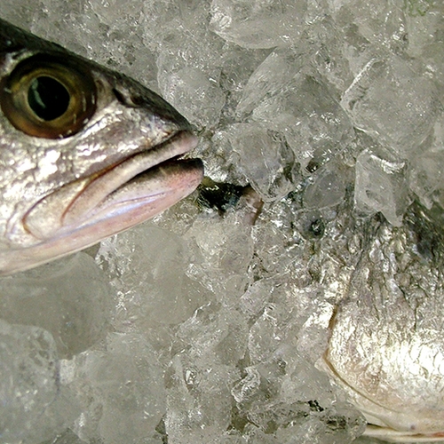 'Welzijn vis moet beter voordat het op bord beland'
