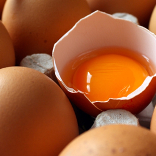 Onderzoek naar 'dioxine-eieren' Harlingen