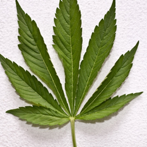 'Matig bewijs voor medisch nut cannabis'