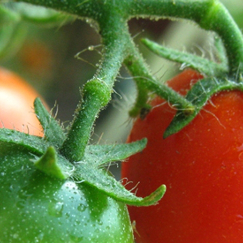 Tomatengevecht op de Dam tegen boycot