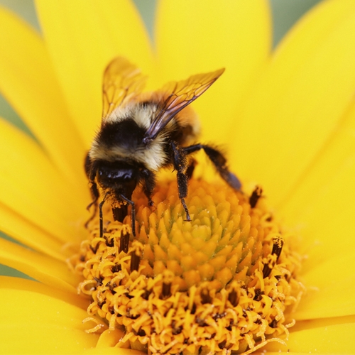 'Weg met bijengif in supermarkten'