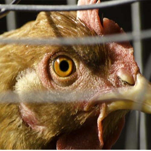 Animal Rights toont opnieuw beelden van 'horrorkippenschuren'