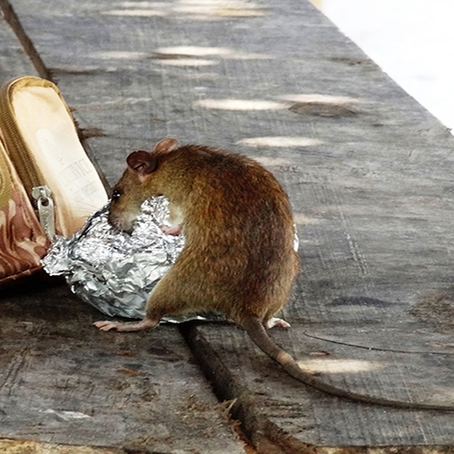 Extra Info: Steeds meer bruine ratten in Nederland