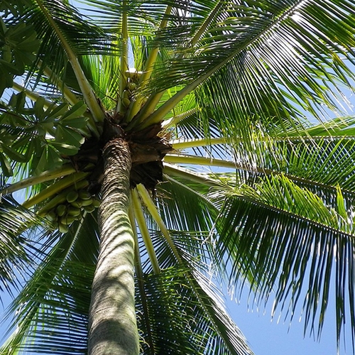 'Nederland aan kop met duurzame palmolie'