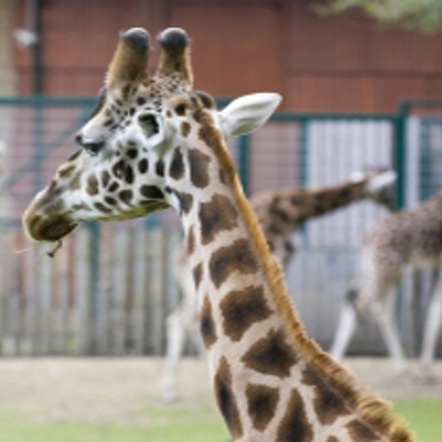 Burgers' Zoo: kom zondag vooral niet