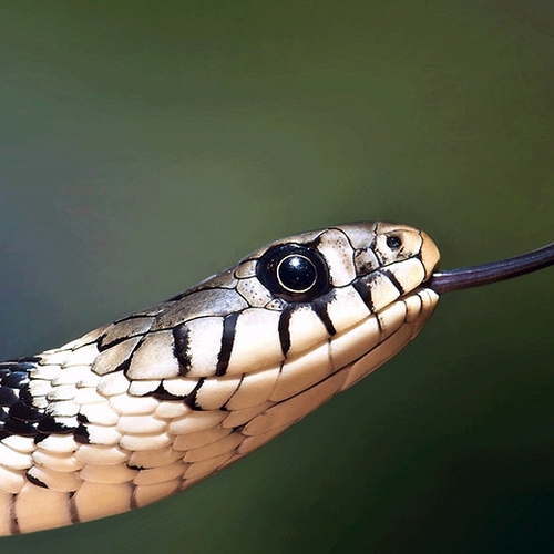 'Ontsnapte' slangen vaak inheemse ringslang