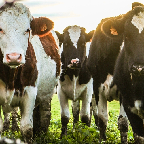 'Consumptie rundvlees meest schadelijk voor planeet'