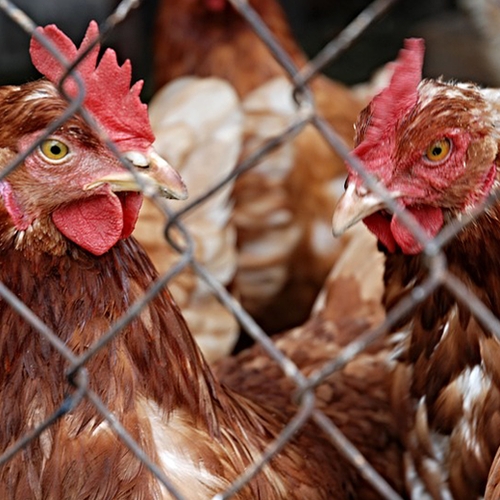 Aanklacht tegen gruweltoestanden kippenschuur