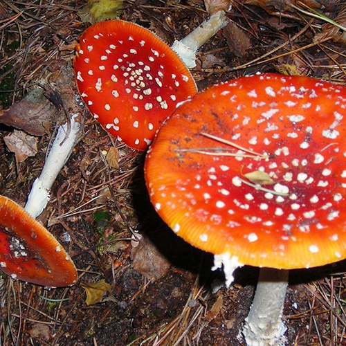 Steeds vaker vergiftiging na eten paddenstoel