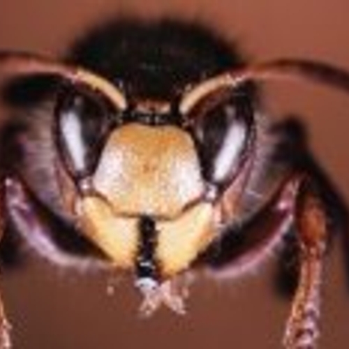 Bijen en wespensteken