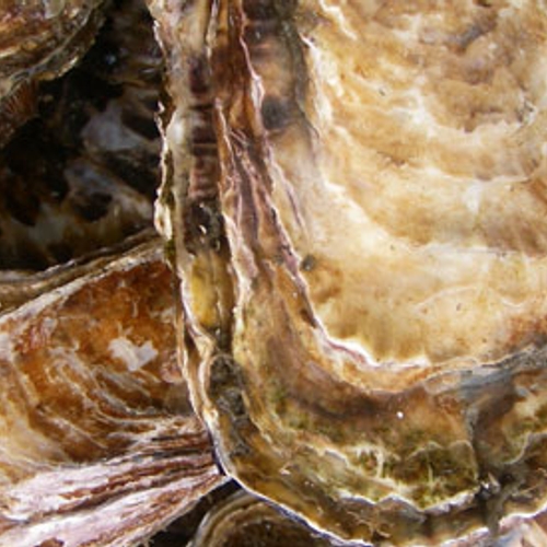 Partij oesters salmonellavrij