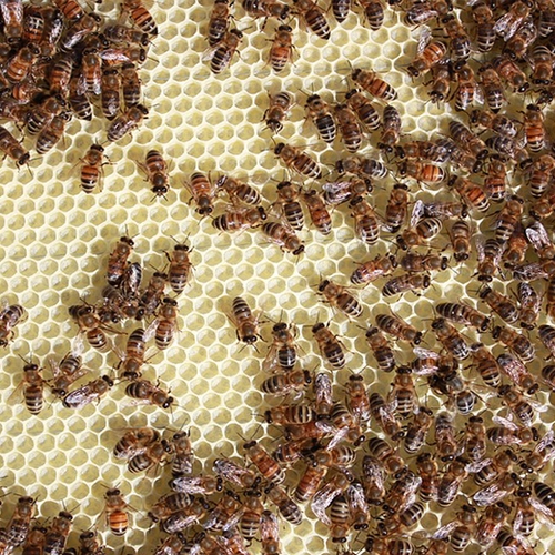 Meer bijen overleefden de winter
