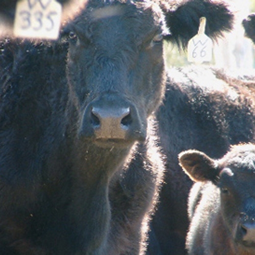 Stroomstoten voor koeien straks verboden
