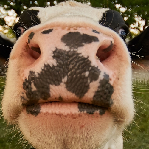 Remkes: voor koeien in de wei geen vergunning nodig