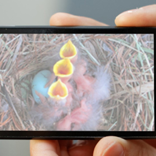 Smartphone waarschuwt voor vogelnest