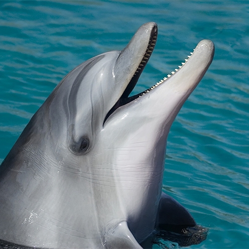 SOS Dolfijn in gevaar