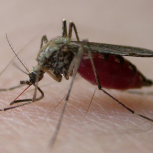 NVWA gaat 'muggenvallen' zetten