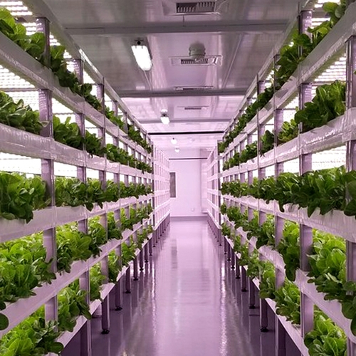 Is vertical farming de toekomst?