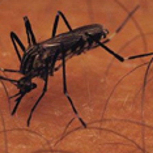 De anti-muggentips van Kassa online