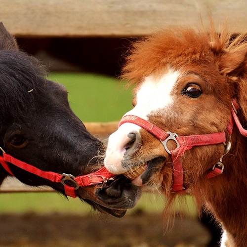 Pony's verdwijnen uit 'Ponypark' Slagharen