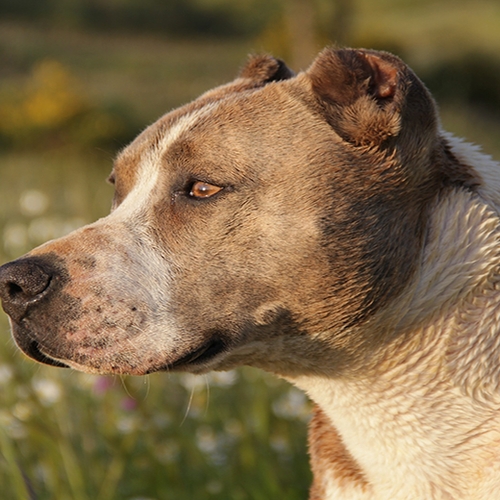 Maatregelen tegen ‘hoog-risico honden’: betutteling of bittere noodzaak?