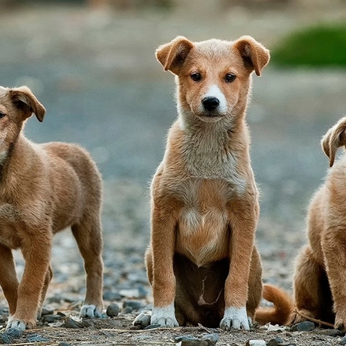 Kamer wil puppy beschermen met dierenpaspoort